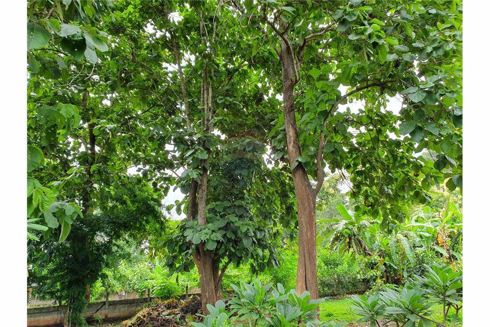 ขายแพ็คคู่​บ้านเดี่ยว​-พื้นที่​​-300-ตรม​-ที่ดิน​2000-ตรม-ที่ดินเปล่า​-ใกล้เขื่อนแม่งัด​