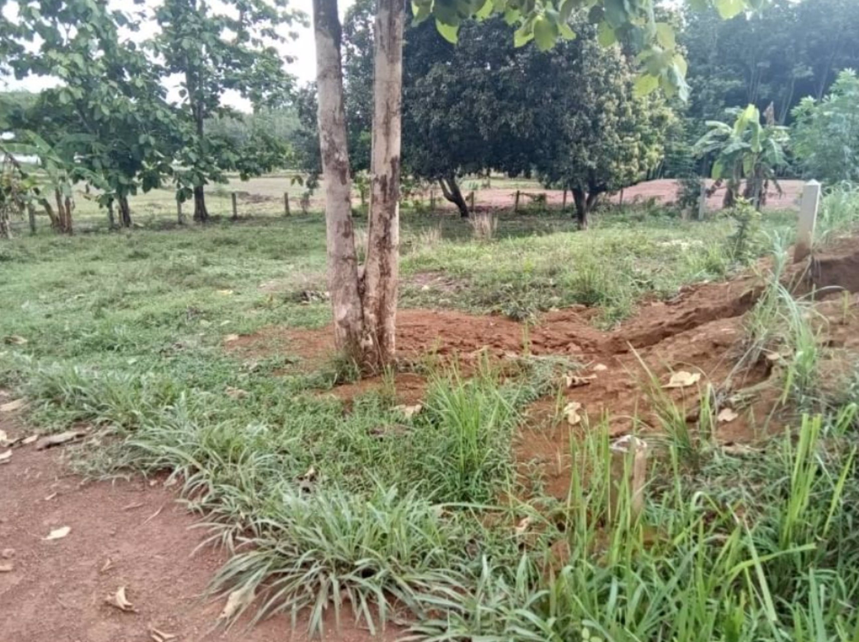 ขายที่ดิน-12ไร่-แบ่งขาย-ในเมืองหนองคาย-100-ตรว