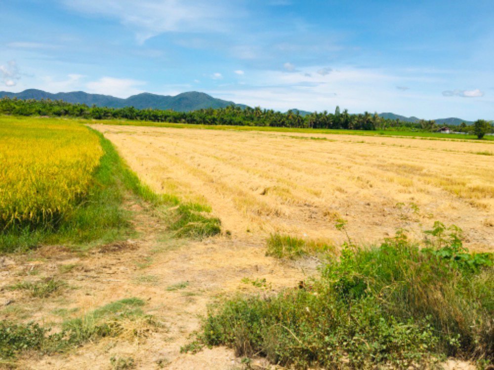 ขายที่ดินชะอำ-4ไร่-ห่างถนนเพชรเกษม100มราคา-6-ล้านบาท