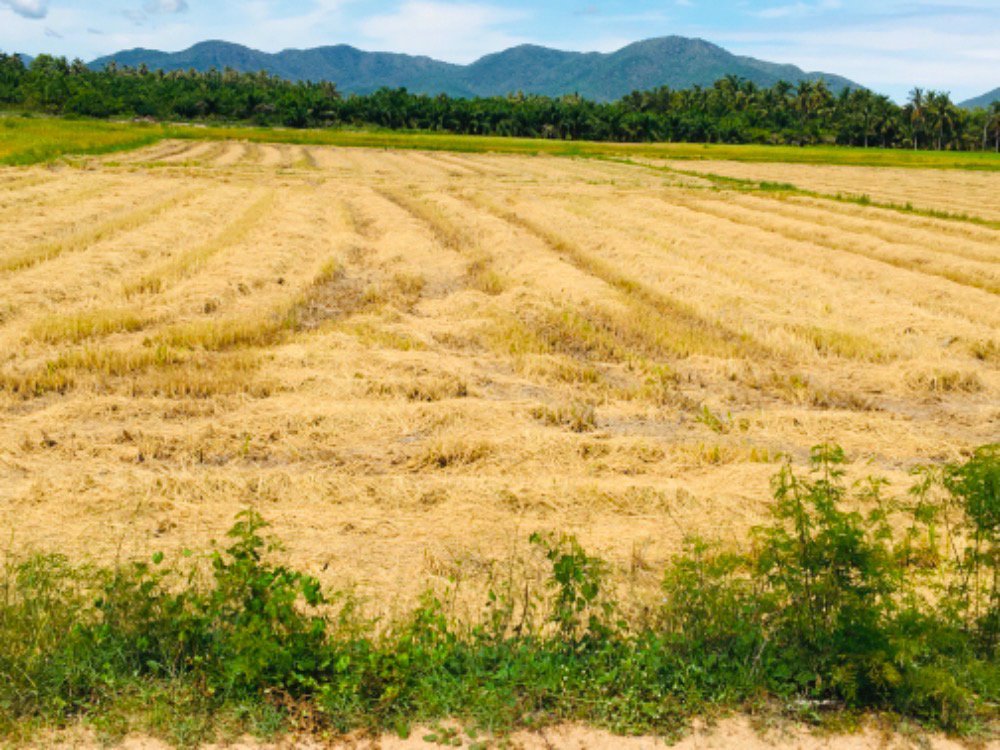 ขายที่ดินชะอำ-4ไร่-ห่างถนนเพชรเกษม100มราคา-6-ล้านบาท