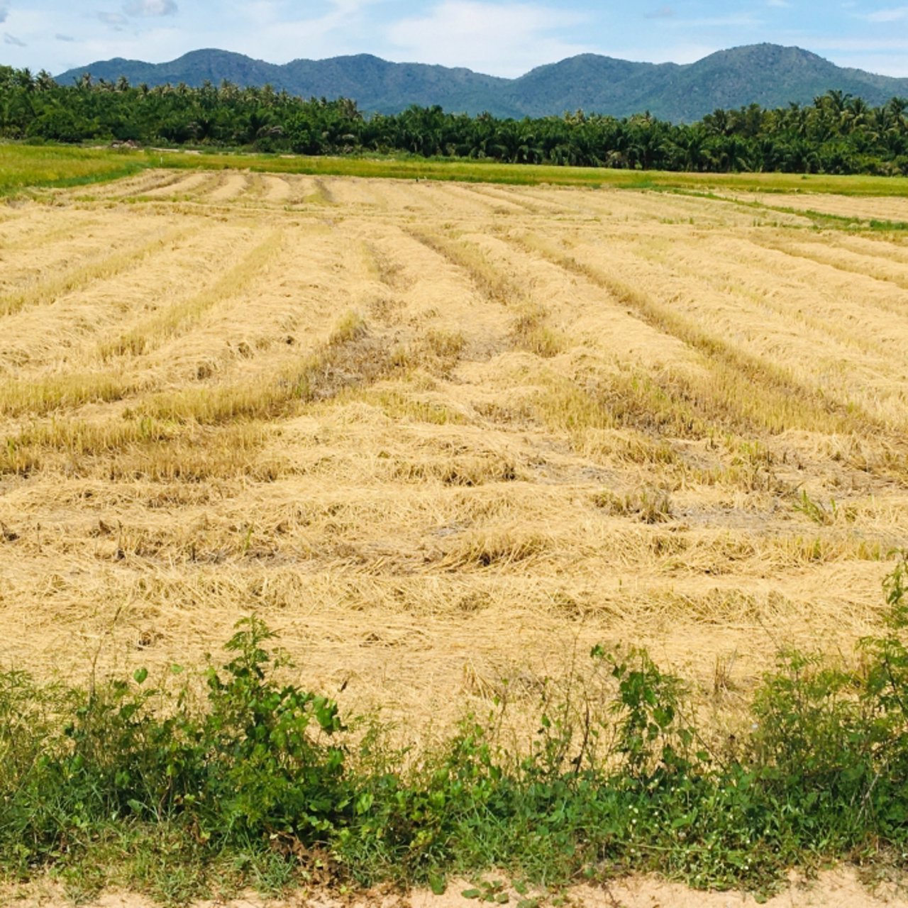 ขายที่ดินชะอำ-4ไร่-ห่างถนนเพชรเกษม100มราคา-6-ล้านบาท