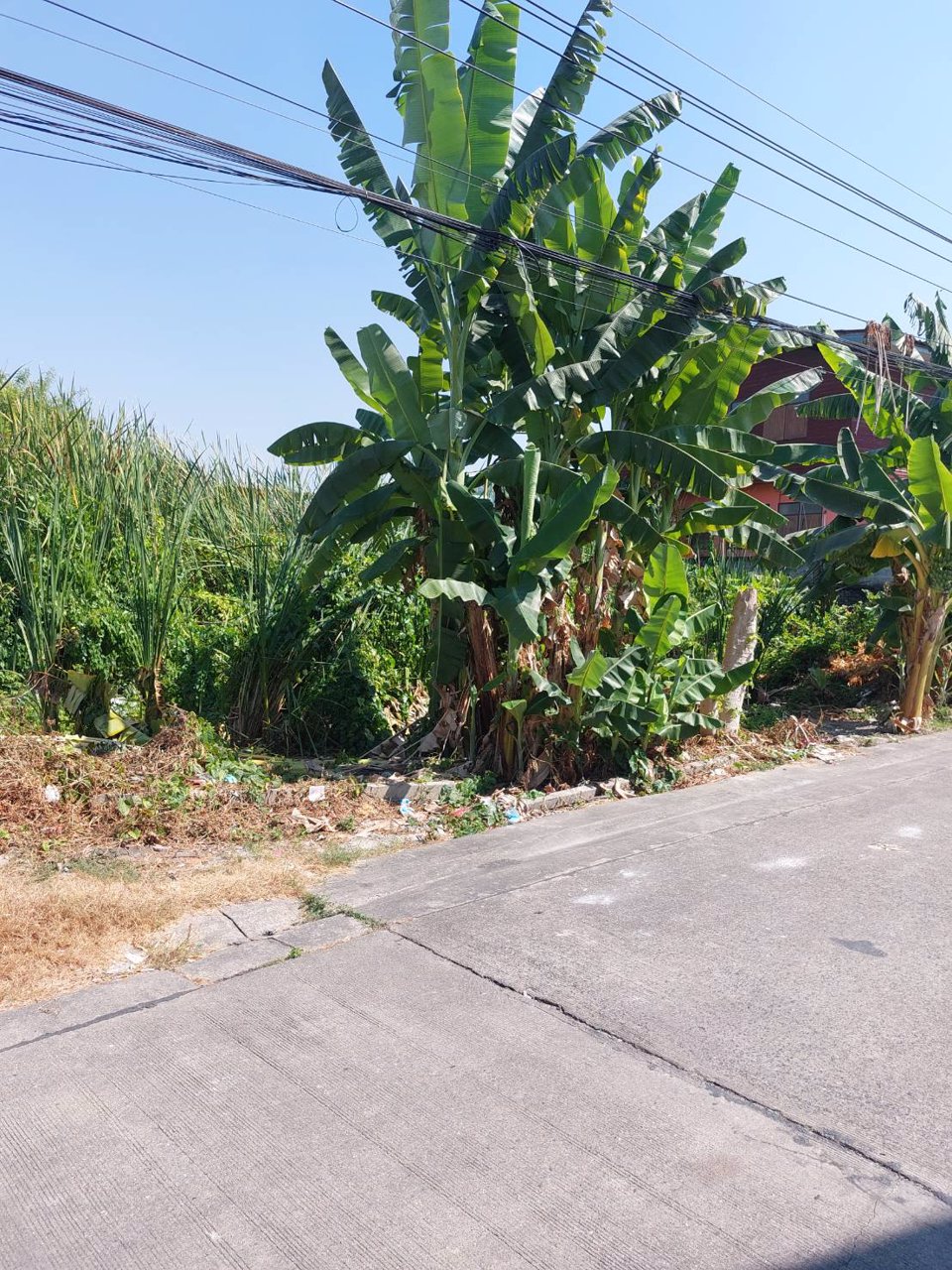 ขายที่ดิน-184ตรวา-แถวปทุมธานี-ซธรรมสุธี14-หน้ากว้างสวย-ติดถนน-ใกล้big-c-เจ้าของขายเอง