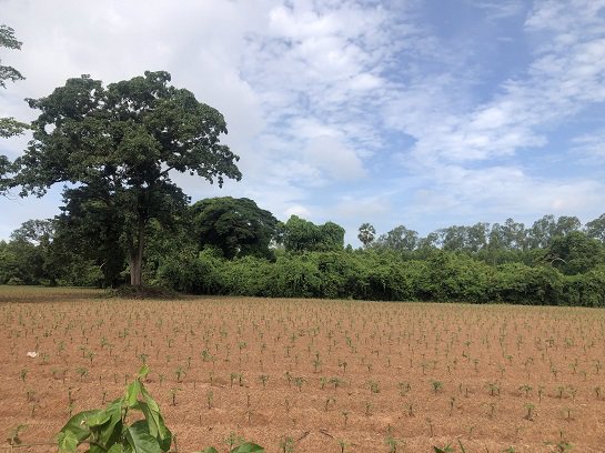 ขายที่ดินติดอ่างน้ำนิคม304-40ไร่-14ล้าน