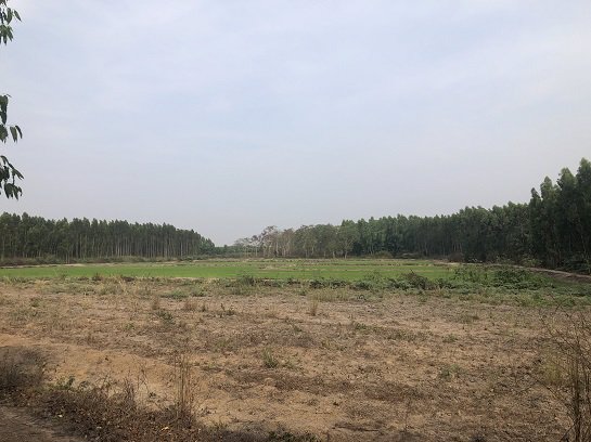 ขายที่นาหลังนิคม304-ห่างนิคม15นาที-40ไร่-6ล้าน