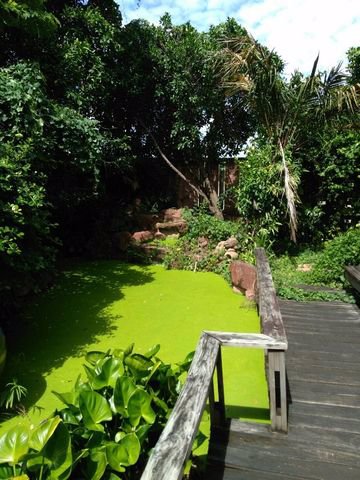 รหัสc3122-ให้เช่าบ้านเดี่ยวหลังใหญ่-เนื้อที่-500ตารางวา-ถนนพหลโยธิน-ใกล้สนามบินดอนเมือง