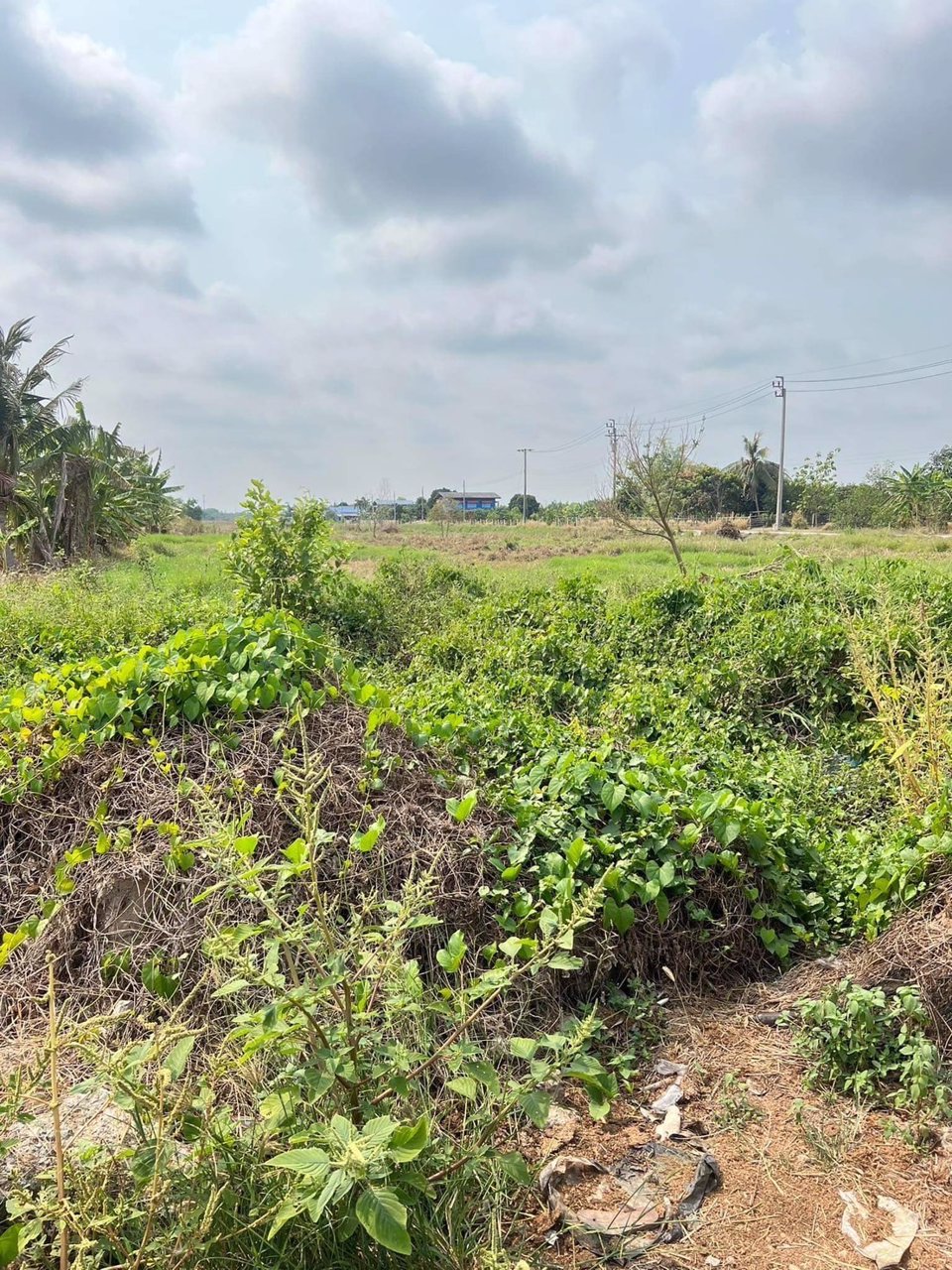 ขายที่ดินแถวหนองจอก