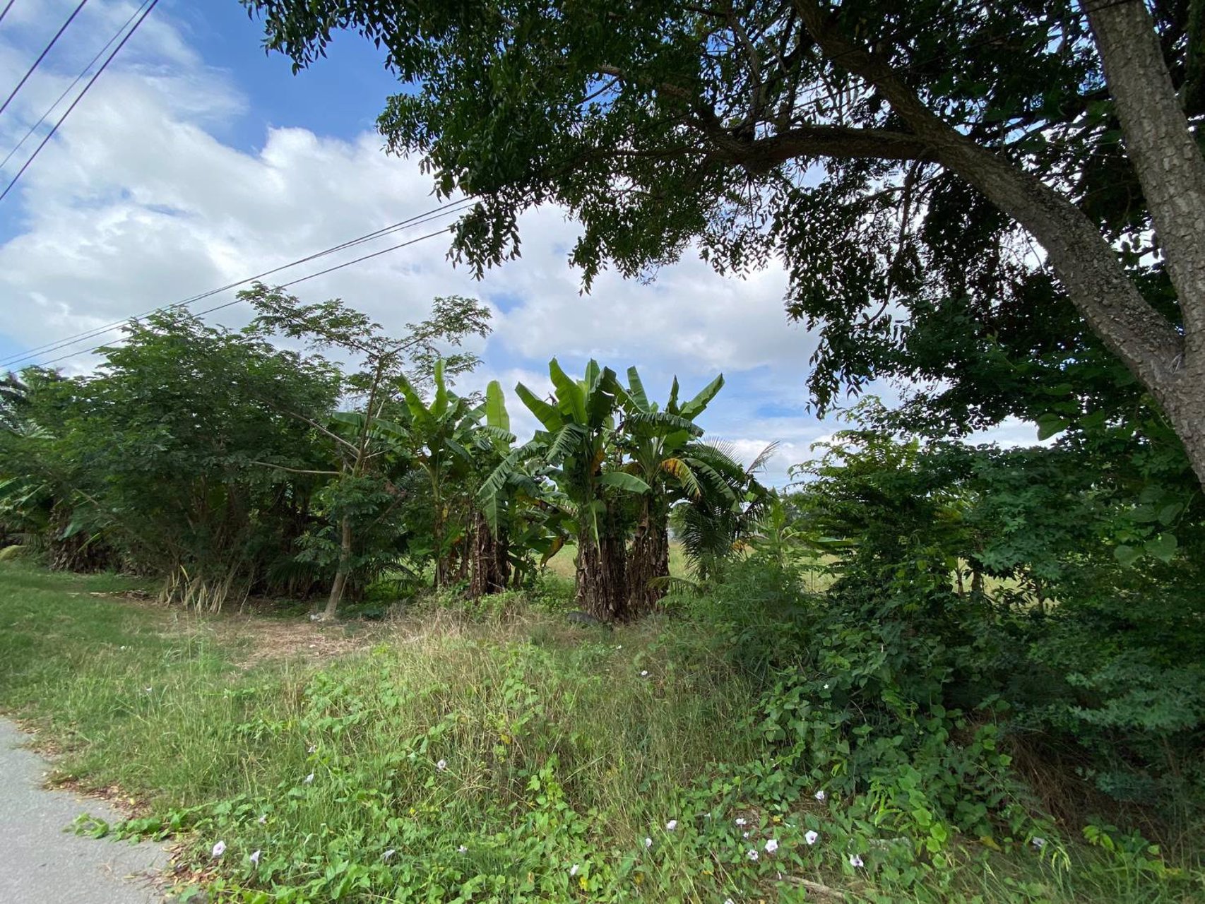 ขายที่เปล่าปากทางขึ้นเขาใหญ่ห่าง-ถมิตรภาพ-เพียง-600เมตร