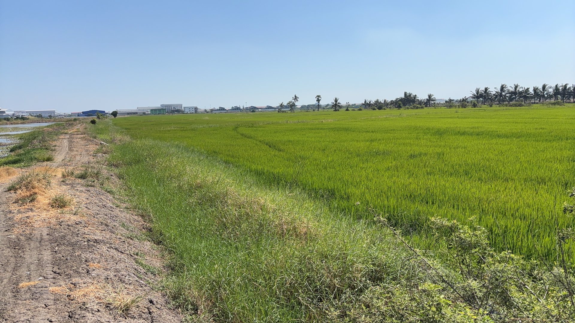 ขายที่ดินผังม่วงเข้ม-สมุทรปราการ