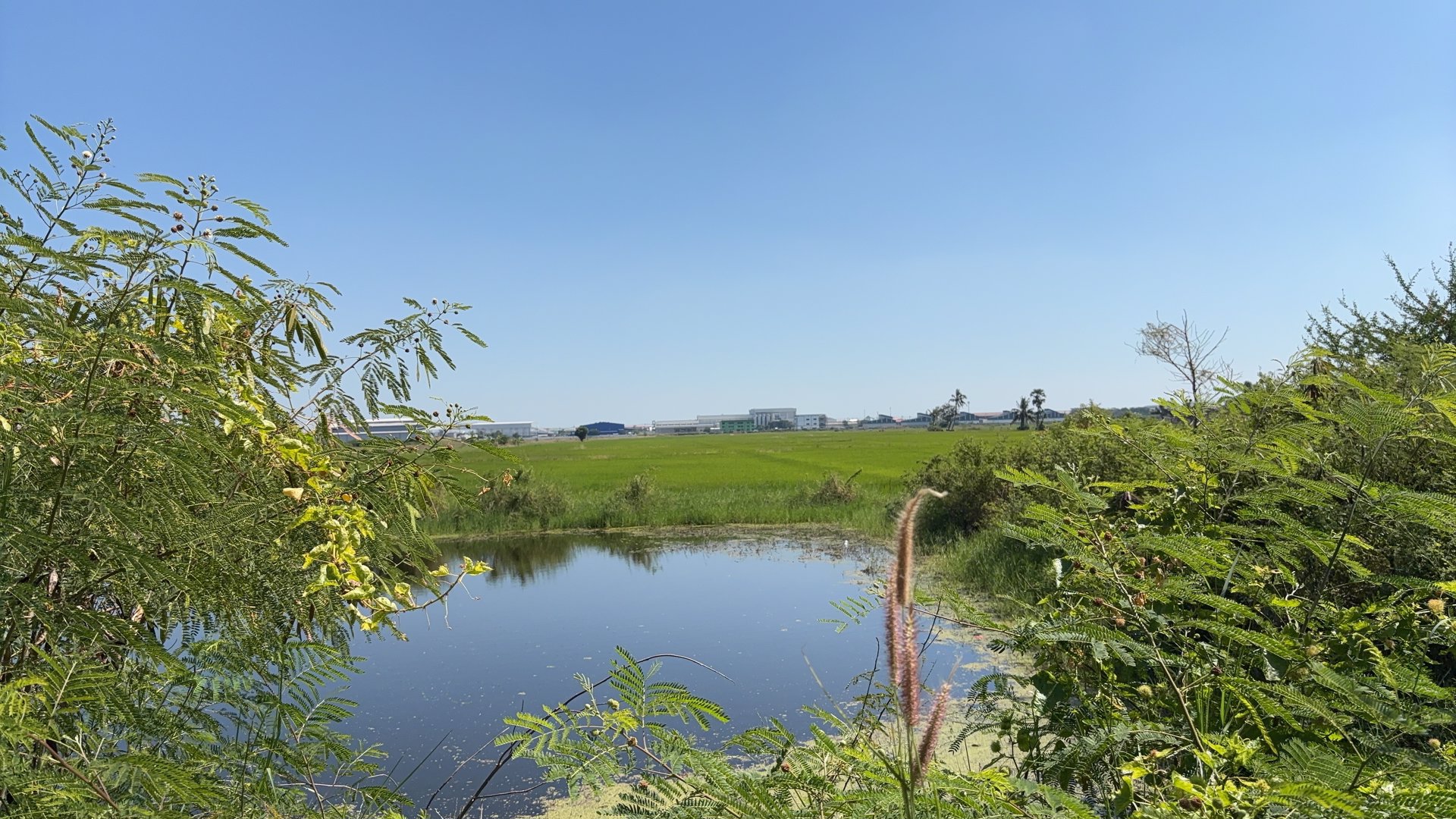 ขายที่ดินผังม่วงเข้ม-สมุทรปราการ