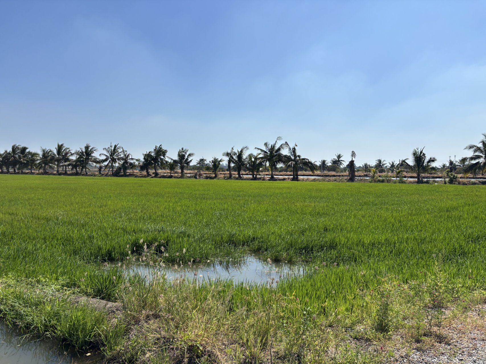 ขายที่ดินผังม่วงเข้ม-สมุทรปราการ