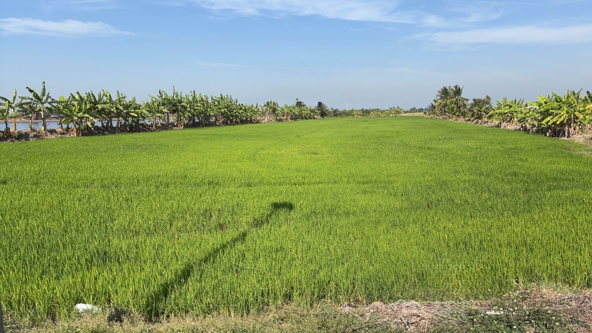 ขายที่ดินผังม่วงเข้ม-สมุทรปราการ-รายละเอียดดังนี้