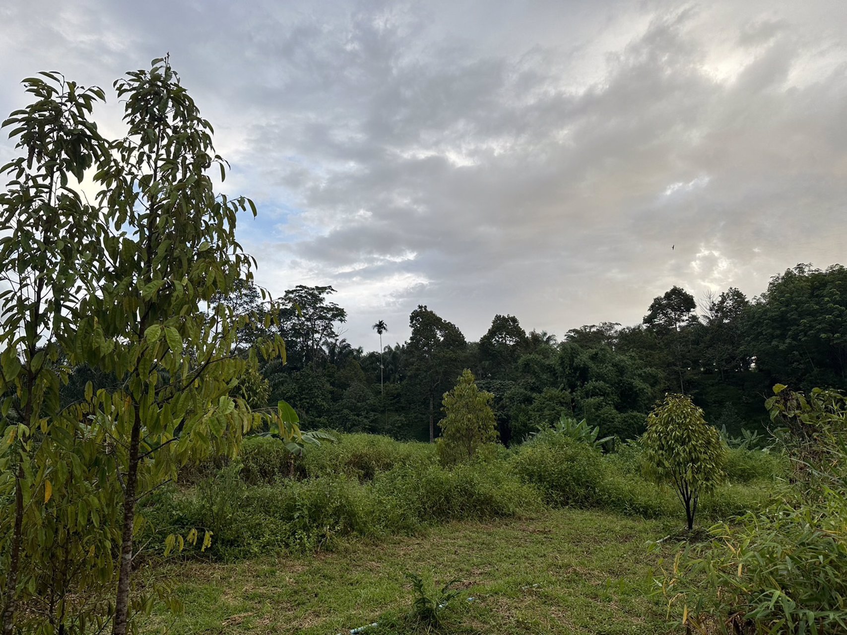 ขายที่ดินเป็นสวนผสม-เน้นปลูกทุเรียนพันธุ์สาลิกา-มีปลูกไว้แล้ว-เกือบ-100-ต้น