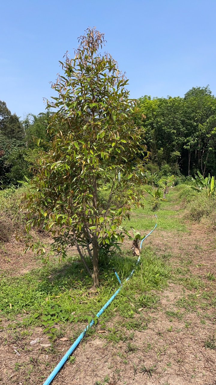 ขายที่ดินเป็นสวนผสม-เน้นปลูกทุเรียนพันธุ์สาลิกา-มีปลูกไว้แล้ว-เกือบ-100-ต้น