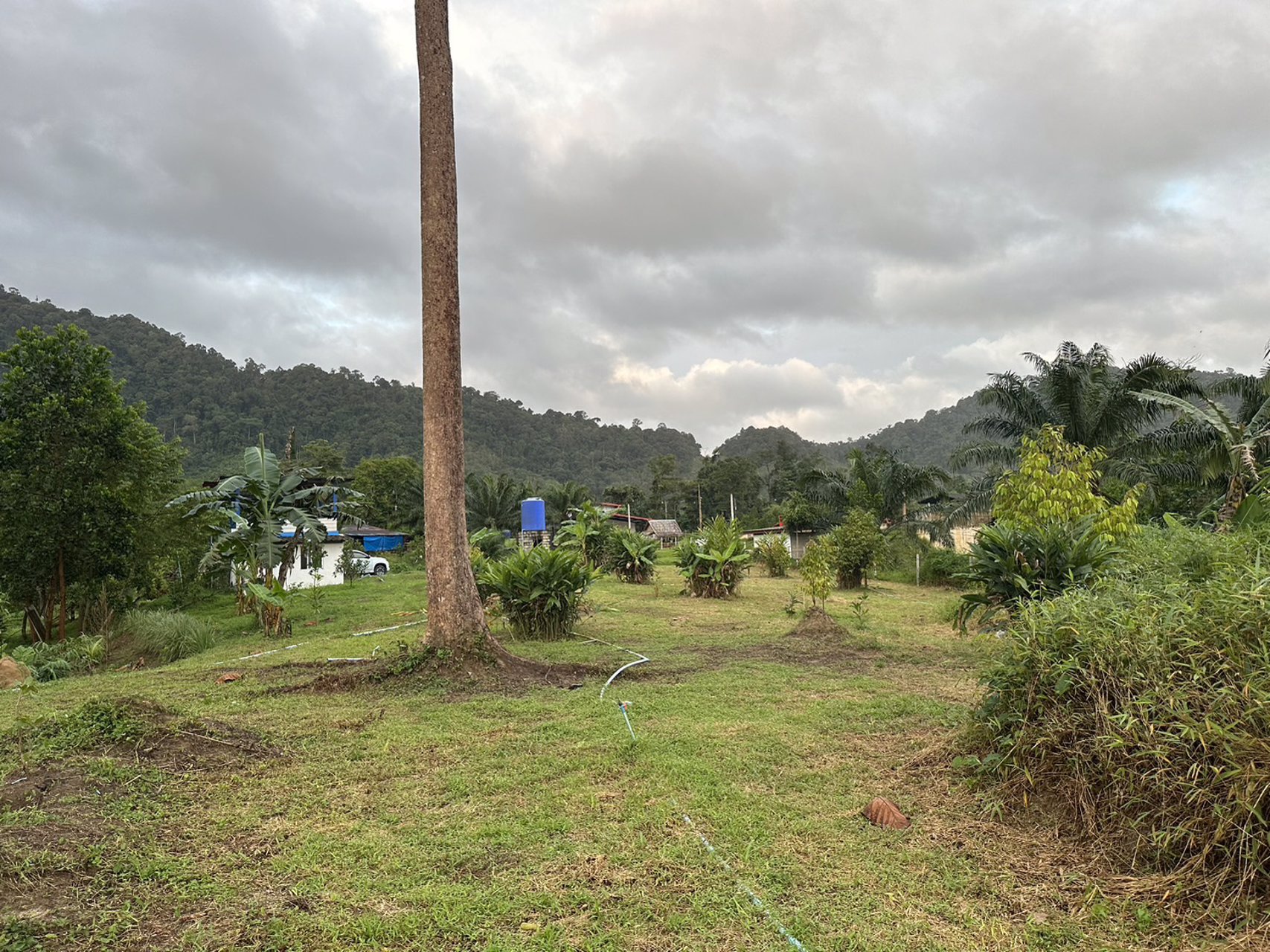 ขายที่ดินเป็นสวนผสม-เน้นปลูกทุเรียนพันธุ์สาลิกา-มีปลูกไว้แล้ว-เกือบ-100-ต้น