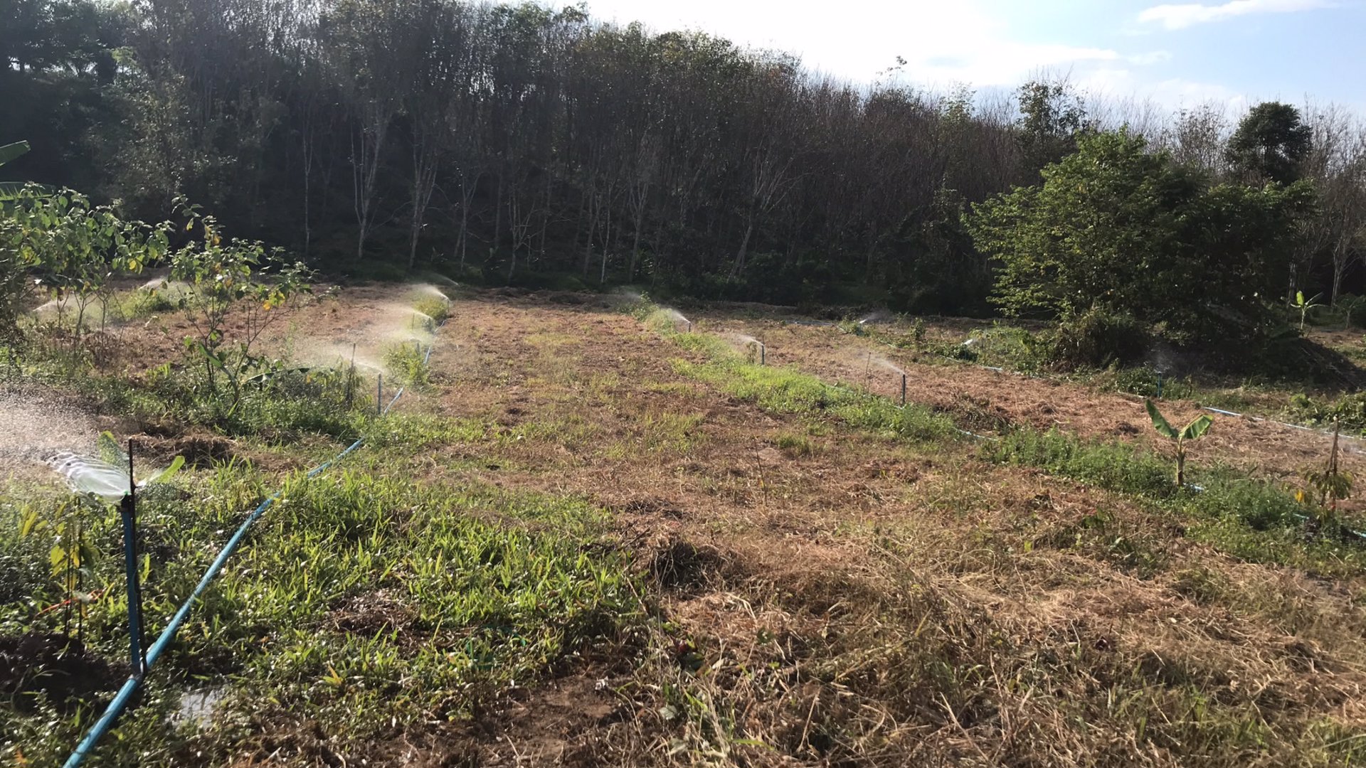 ขายที่ดินเป็นสวนผสม-เน้นปลูกทุเรียนพันธุ์สาลิกา-มีปลูกไว้แล้ว-เกือบ-100-ต้น