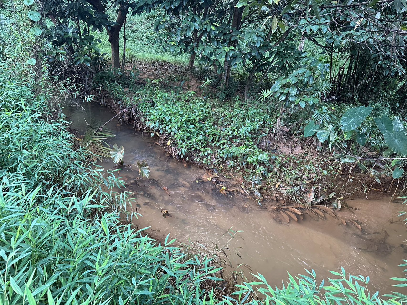 ขายที่ดินเป็นสวนผสม-เน้นปลูกทุเรียนพันธุ์สาลิกา-มีปลูกไว้แล้ว-เกือบ-100-ต้น