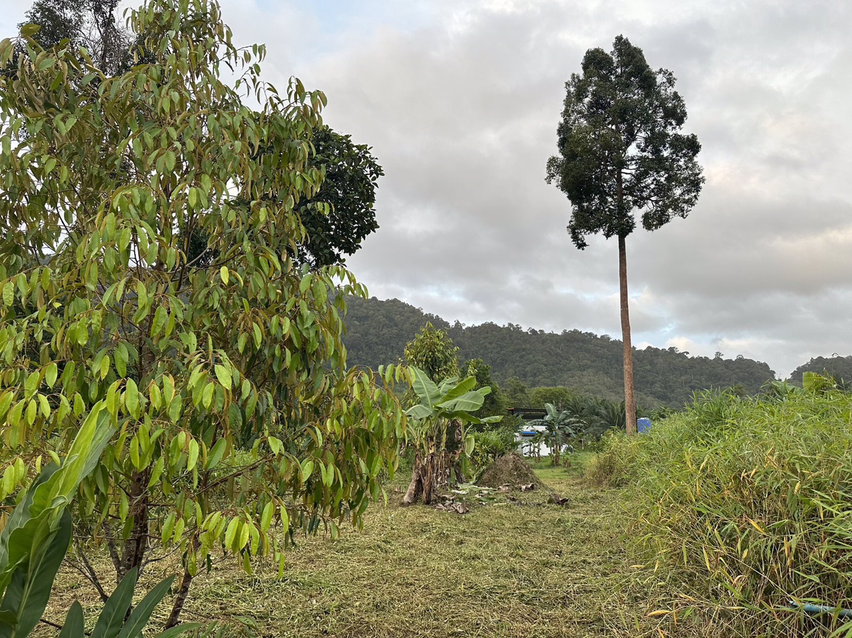 ขายที่ดินเป็นสวนผสม-เน้นปลูกทุเรียนพันธุ์สาลิกา-มีปลูกไว้แล้ว-เกือบ-100-ต้น