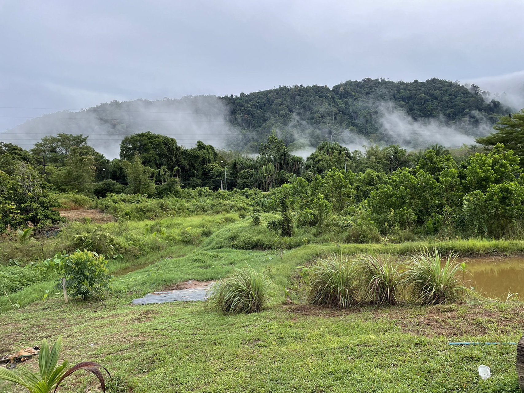 ขายที่ดินเป็นสวนผสม-เน้นปลูกทุเรียนพันธุ์สาลิกา-มีปลูกไว้แล้ว-เกือบ-100-ต้น