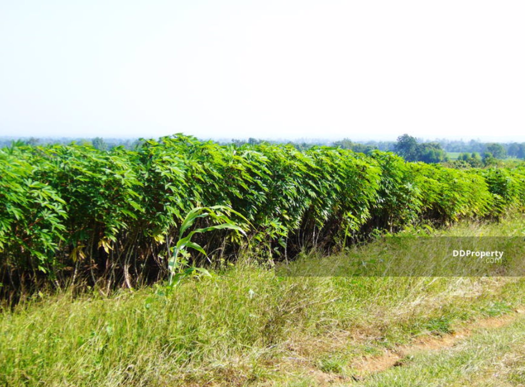 ขาย-ด่วน-ที่ดิน-276-ไร่-นิคมลำนารายณ์-อชัยบาดาล-จลพบุรี