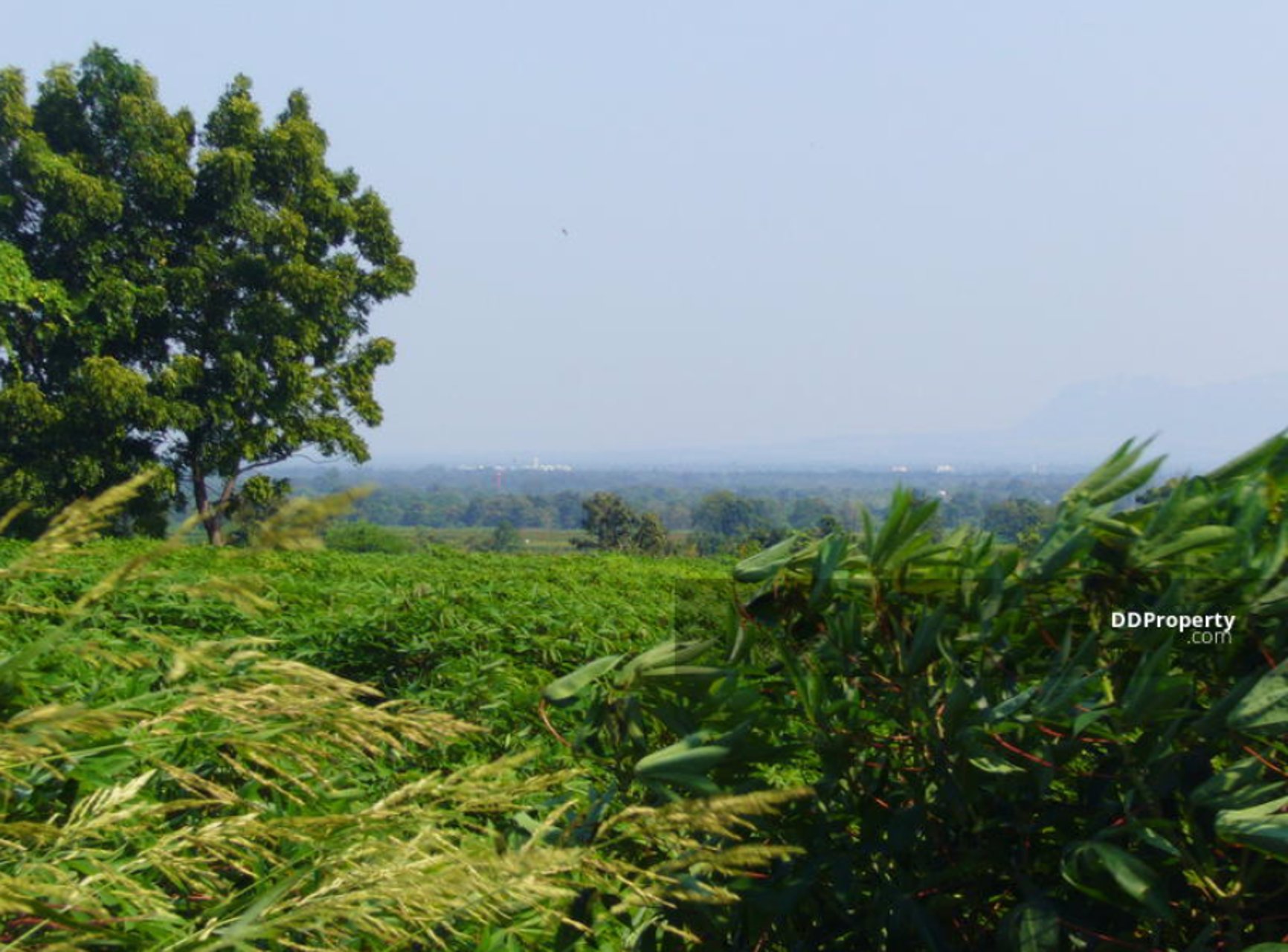 ขาย-ด่วน-ที่ดิน-276-ไร่-นิคมลำนารายณ์-อชัยบาดาล-จลพบุรี