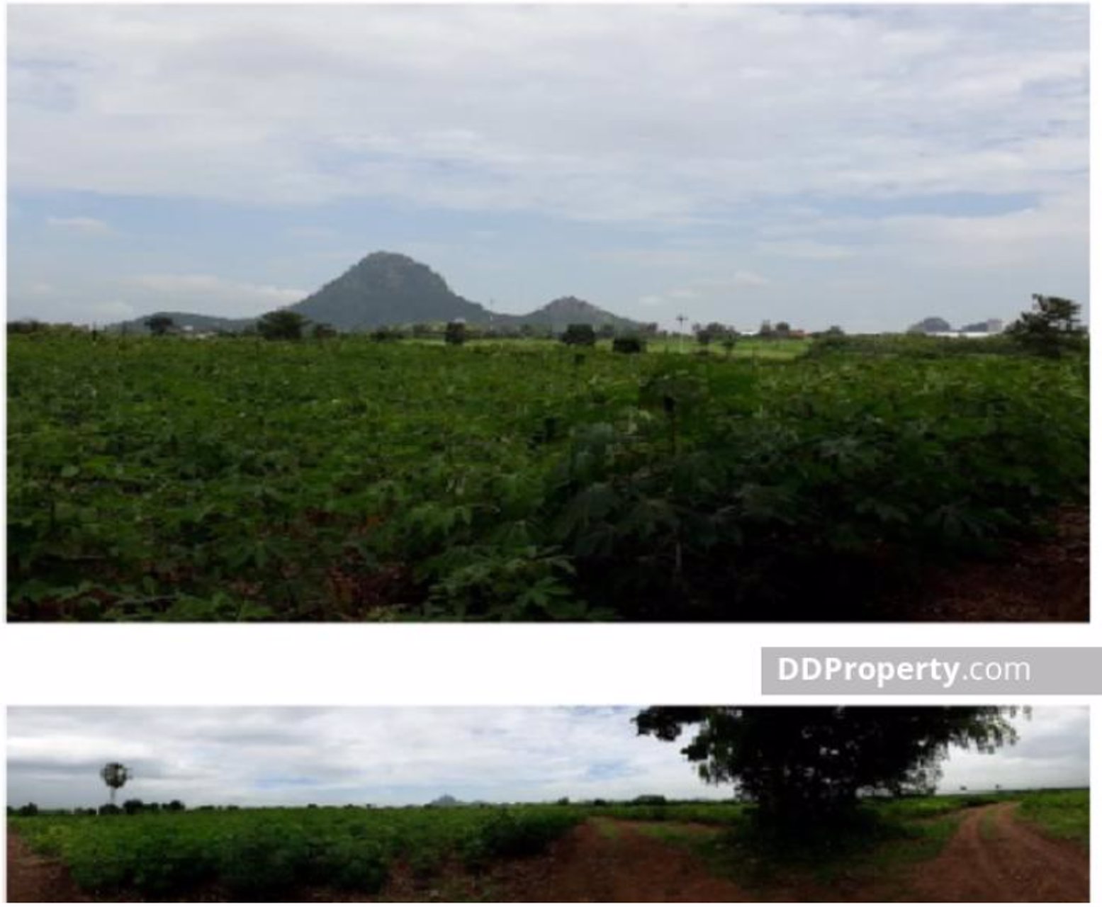 ขาย-ด่วน-ที่ดิน-276-ไร่-นิคมลำนารายณ์-อชัยบาดาล-จลพบุรี