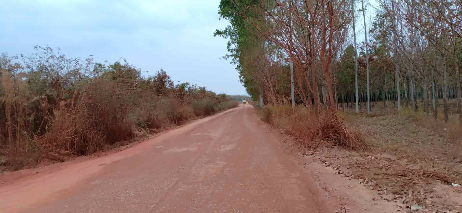 ขายสวนยางและสวนปาล์ม-44-ไร่-3-งาน-35-ตรว