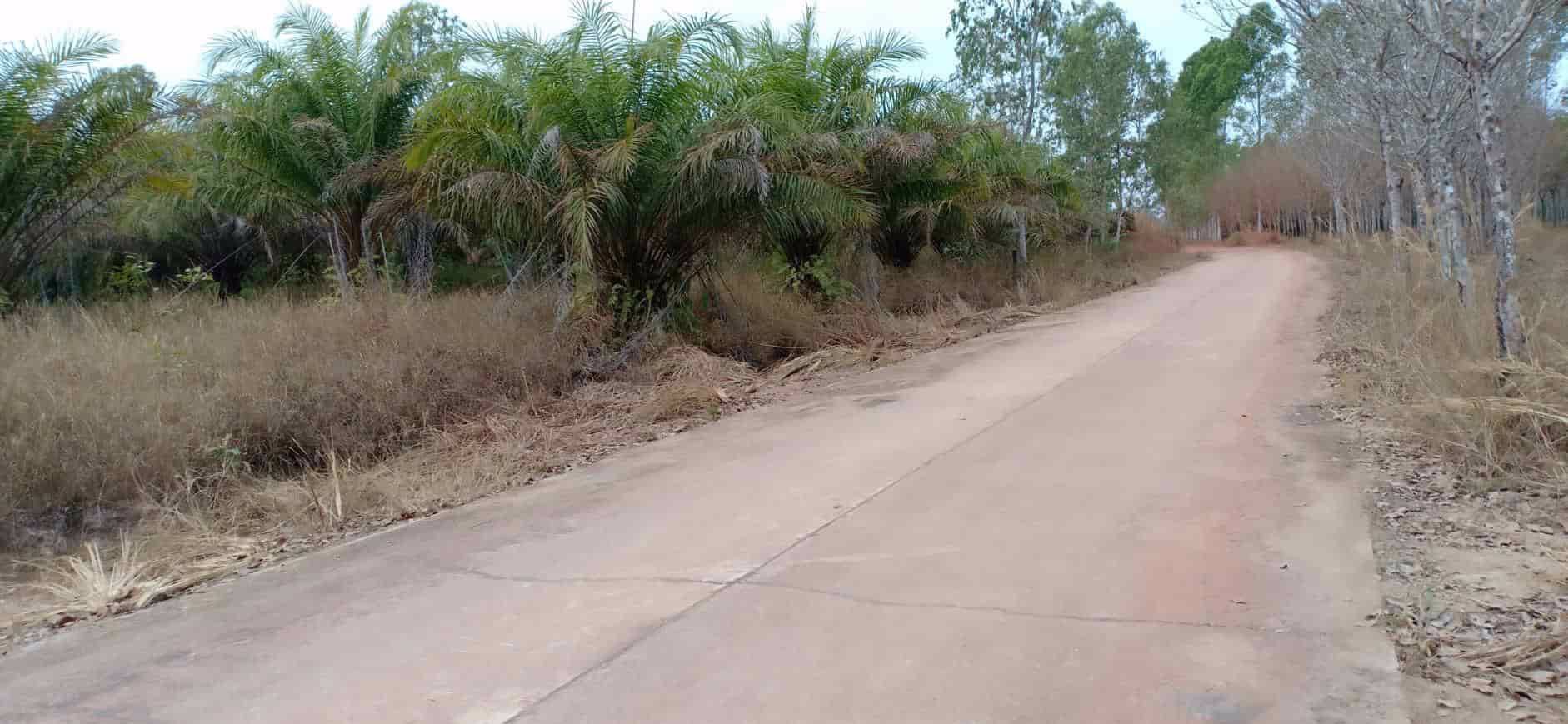 ขายสวนยางและสวนปาล์ม-44-ไร่-3-งาน-35-ตรว