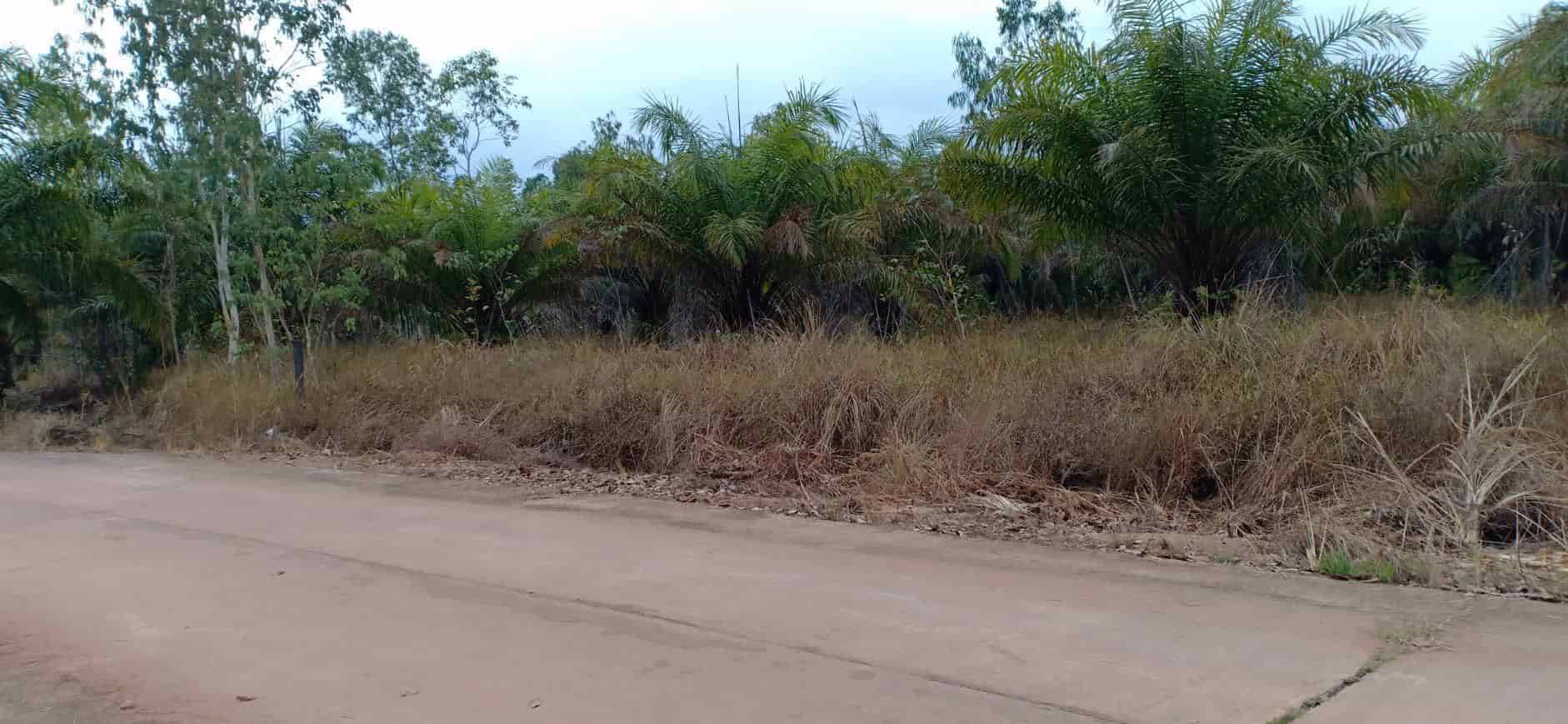 ขายสวนยางและสวนปาล์ม-44-ไร่-3-งาน-35-ตรว