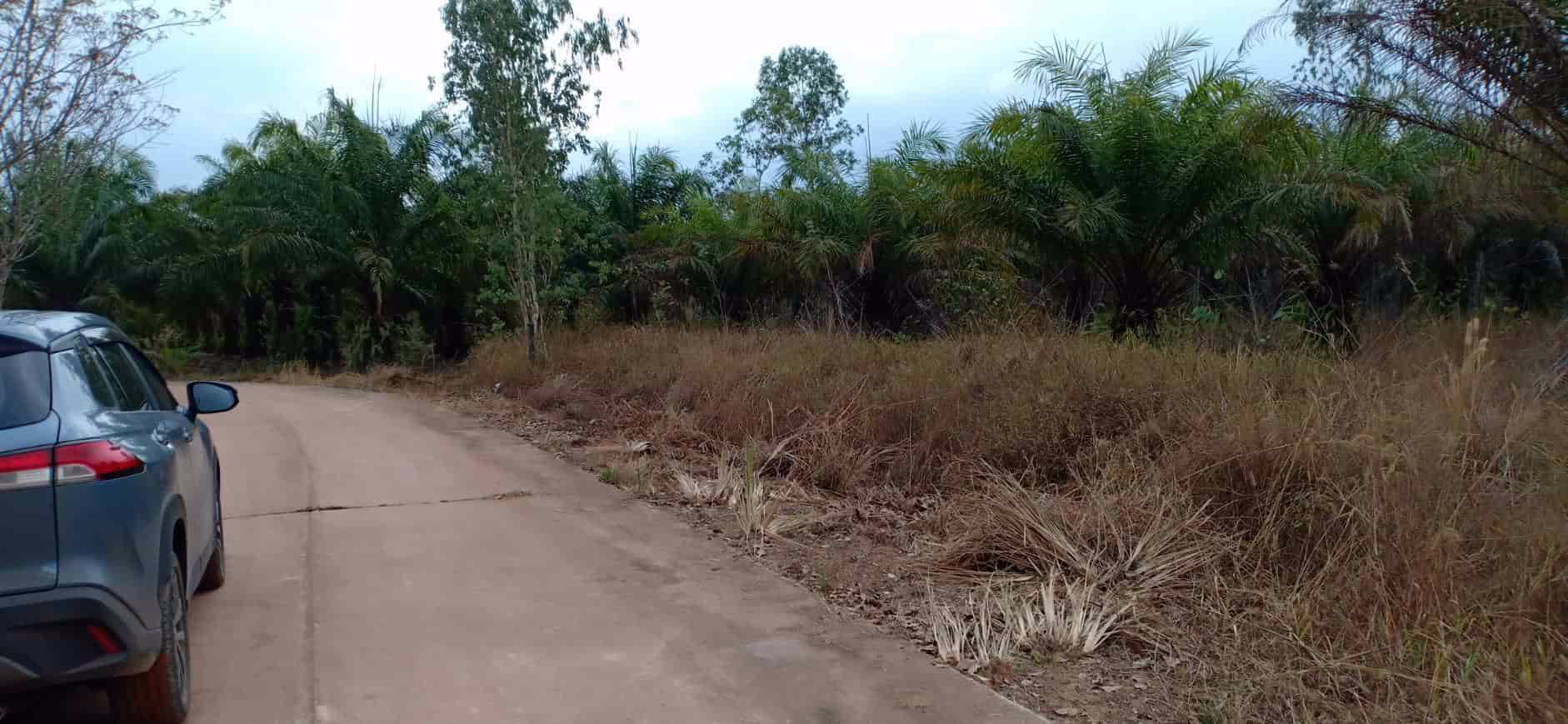 ขายสวนยางและสวนปาล์ม-44-ไร่-3-งาน-35-ตรว