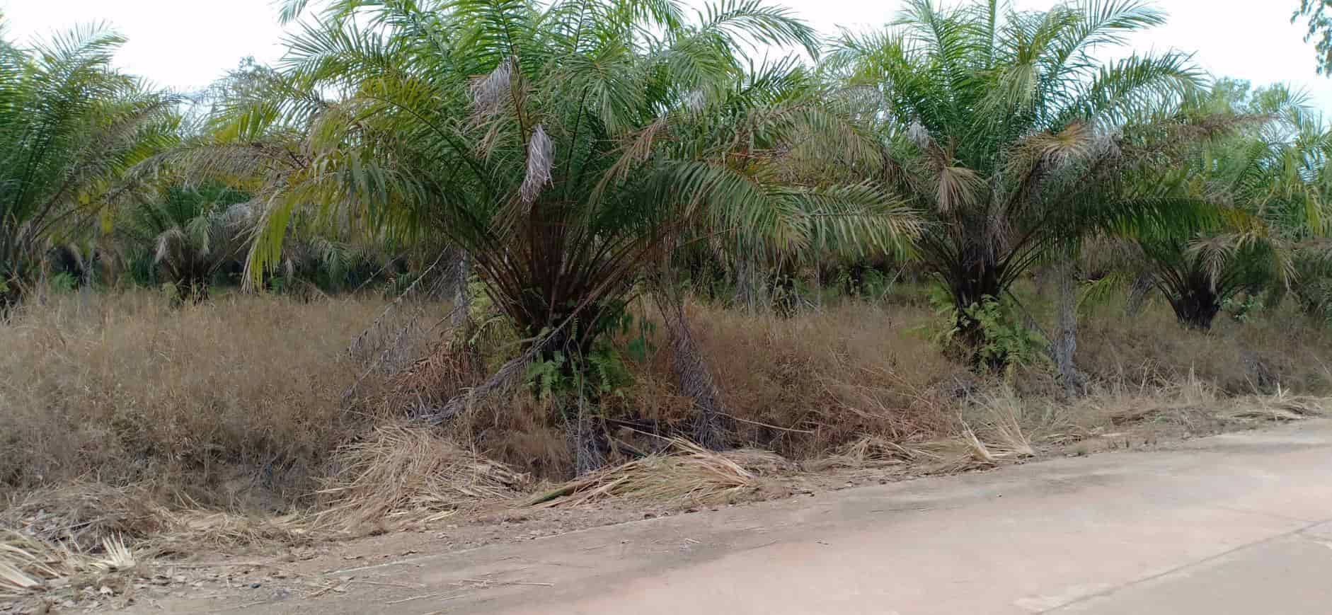 ขายสวนยางและสวนปาล์ม-44-ไร่-3-งาน-35-ตรว