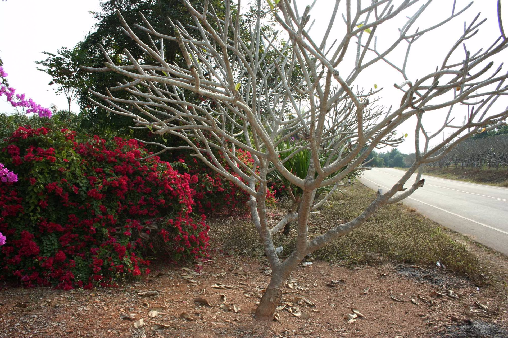 ขายบ้านพร้อมที่ดิน-22-ไร่-37-ตารางวา-จเลย-เหมาะแก่การทำเรือนรับรอง