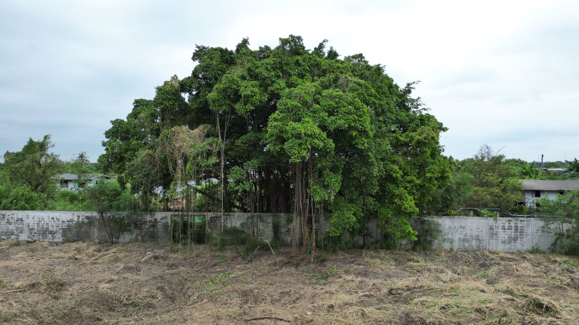 ขายที่ดิน-ขนาด-3-ไร่-1งาน-52-ตารางวา