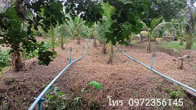 ขายที่ดินติดถนนสาธารณะ-เขตเทศบาลเหมืองใหม่-อำเภออัมพวา-สมุทรสงคราม