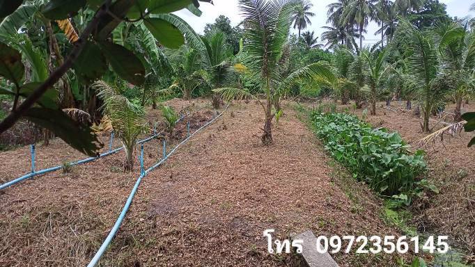 ขายที่ดินติดถนนสาธารณะ-เขตเทศบาลเหมืองใหม่-อำเภออัมพวา-สมุทรสงคราม