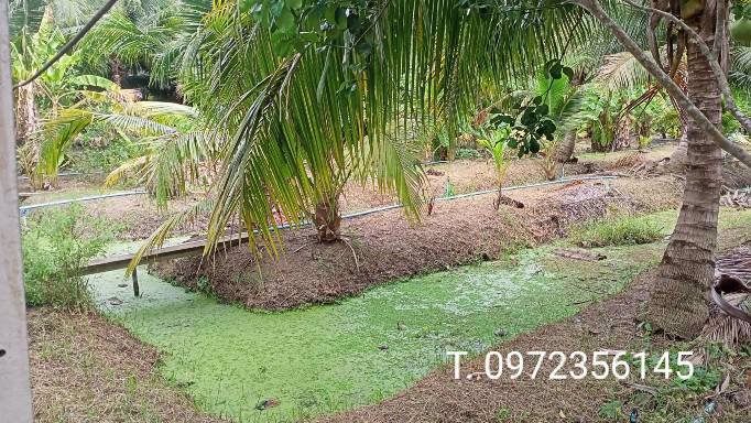 ขายที่ดินพร้อมสวน-เทศบาลเหมืองใหม่-อำเภออัมพวา-สมุทรสงคราม
