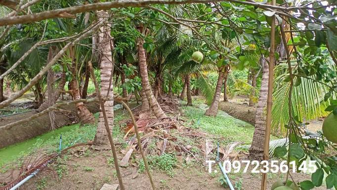 ขายที่ดินพร้อมสวน-เทศบาลเหมืองใหม่-อำเภออัมพวา-สมุทรสงคราม