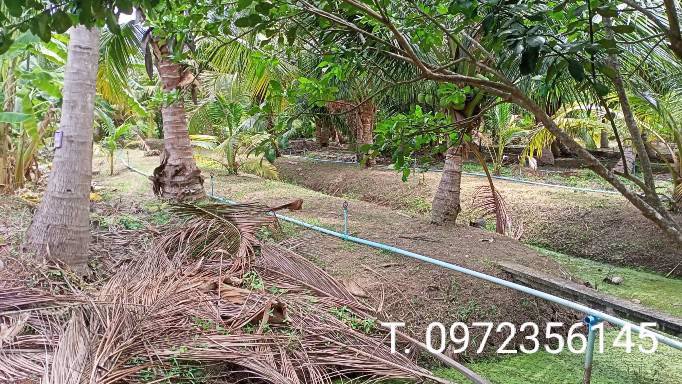 ขายที่ดินพร้อมสวน-เทศบาลเหมืองใหม่-อำเภออัมพวา-สมุทรสงคราม