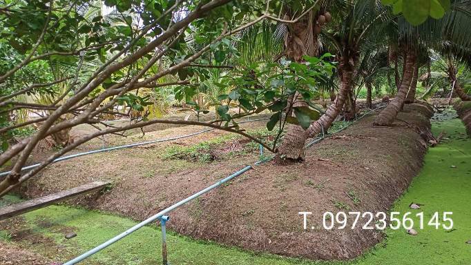 ขายที่ดินพร้อมสวน-เทศบาลเหมืองใหม่-อำเภออัมพวา-สมุทรสงคราม