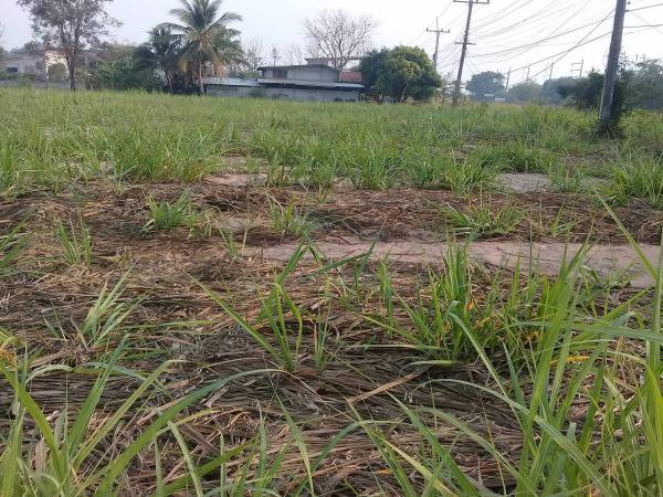 ขายที่ดิน-3-2-22-และอีกแปลง-11ไร่-ในกาฬสินธ์-ติดโรงงานน้ำตาลมิตรผลกาฬสินธ์-อยู่ติดถนนใหญ่-4-เลน