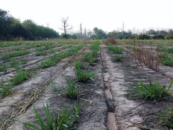 ขายที่ดิน-3-2-22-และอีกแปลง-11ไร่-ในกาฬสินธ์-ติดโรงงานน้ำตาลมิตรผลกาฬสินธ์-อยู่ติดถนนใหญ่-4-เลน