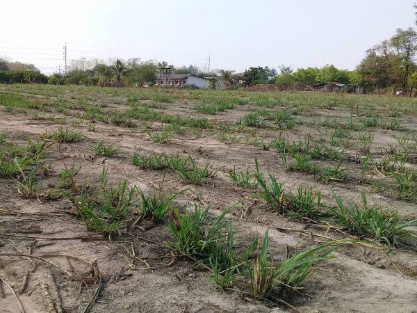 ขายที่ดิน-3-2-22-และอีกแปลง-11ไร่-ในกาฬสินธ์-ติดโรงงานน้ำตาลมิตรผลกาฬสินธ์-อยู่ติดถนนใหญ่-4-เลน