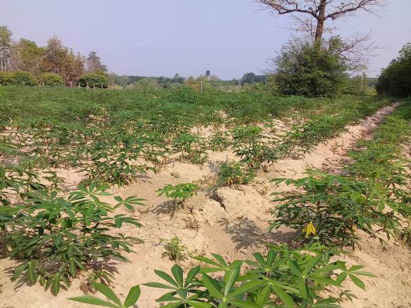 ขายที่ดิน-3-2-22-และอีกแปลง-11ไร่-ในกาฬสินธ์-ติดโรงงานน้ำตาลมิตรผลกาฬสินธ์-อยู่ติดถนนใหญ่-4-เลน