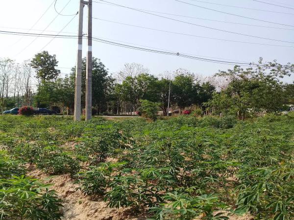 ขายที่ดิน-3-2-22-และอีกแปลง-11ไร่-ในกาฬสินธ์-ติดโรงงานน้ำตาลมิตรผลกาฬสินธ์-อยู่ติดถนนใหญ่-4-เลน