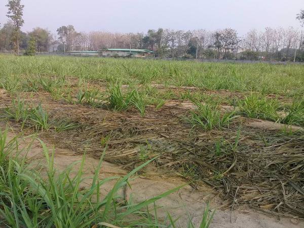 ขายที่ดิน-3-2-22-และอีกแปลง-11ไร่-ในกาฬสินธ์-ติดโรงงานน้ำตาลมิตรผลกาฬสินธ์-อยู่ติดถนนใหญ่-4-เลน