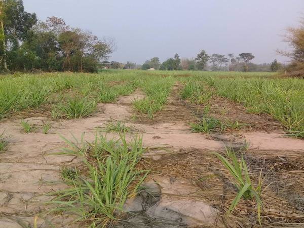 ขายที่ดิน-3-2-22-และอีกแปลง-11ไร่-ในกาฬสินธ์-ติดโรงงานน้ำตาลมิตรผลกาฬสินธ์-อยู่ติดถนนใหญ่-4-เลน