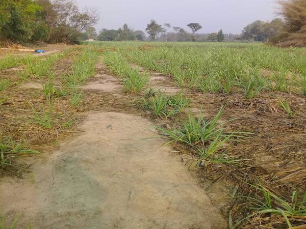 ขายที่ดิน-3-2-22-และอีกแปลง-11ไร่-ในกาฬสินธ์-ติดโรงงานน้ำตาลมิตรผลกาฬสินธ์-อยู่ติดถนนใหญ่-4-เลน