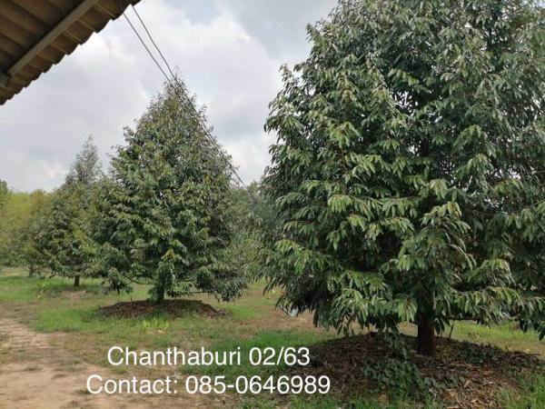 ขายสวนทุเรียน-พร้อมให้ผลผลิต-7-ไร่-2งาน-ท่าใหม่-จจันทบุรี-ติดน้ำ-มีบึง-และบ้านพัก-1-หลัง