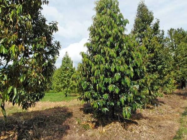 ขายสวนทุเรียน-พร้อมให้ผลผลิต-7-ไร่-2งาน-ท่าใหม่-จจันทบุรี-ติดน้ำ-มีบึง-และบ้านพัก-1-หลัง