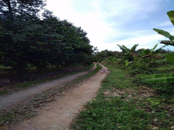 ขายสวนทุเรียน-พร้อมให้ผลผลิต-7-ไร่-2งาน-ท่าใหม่-จจันทบุรี-ติดน้ำ-มีบึง-และบ้านพัก-1-หลัง