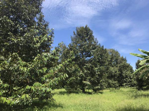 ขายสวนทุเรียน-พร้อมให้ผลผลิต-7-ไร่-2งาน-ท่าใหม่-จจันทบุรี-ติดน้ำ-มีบึง-และบ้านพัก-1-หลัง